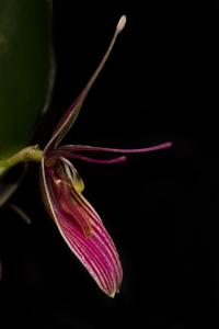 Restrepia purpurea