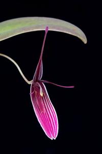 Restrepia purpurea