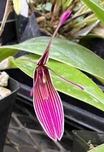 Restrepia purpurea