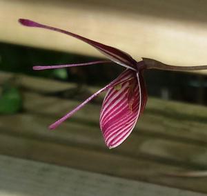 Restrepia purpurea