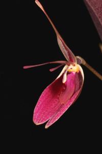 Restrepia sanguinea