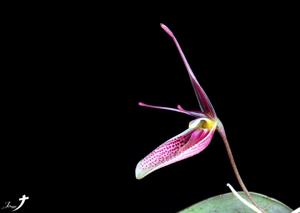 Restrepia seketii