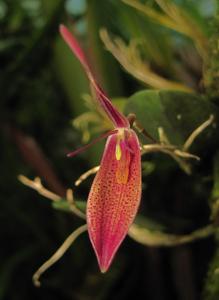 Restrepia teaguei