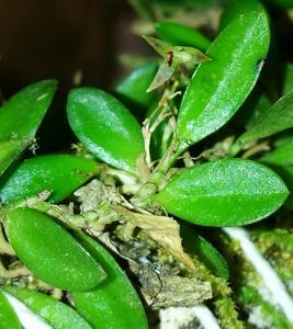 Anathallis imbricata