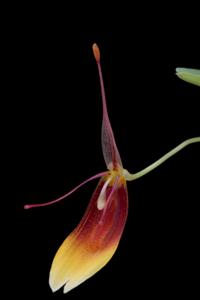 Restrepia trichoglossa