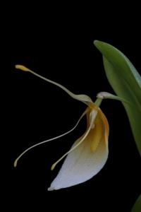 Restrepia trichoglossa