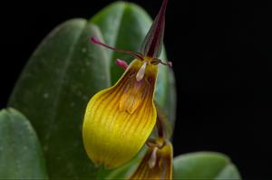 Restrepia wageneri