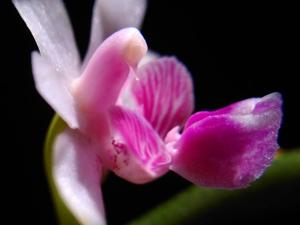 Phalaenopsis deliciosa