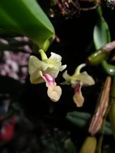 Dendrobium convexum