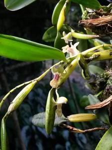 Dendrobium convexum