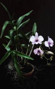 Dendrobium bigibbum var. bigibbum