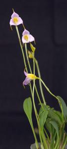 Masdevallia uniflora