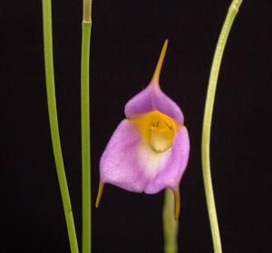 Masdevallia uniflora