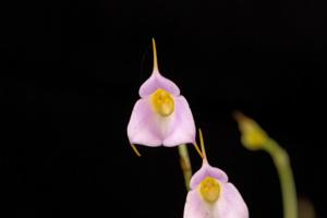 Masdevallia uniflora