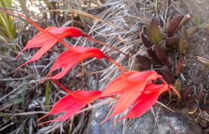 Masdevallia amabilis