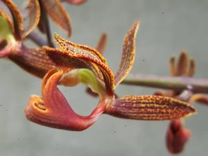 Mormodes warszewiczii