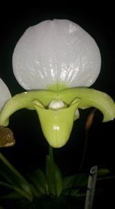 Paphiopedilum charlesworthii