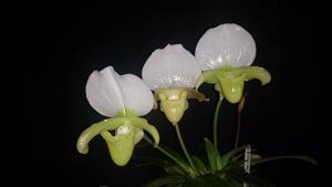 Paphiopedilum charlesworthii