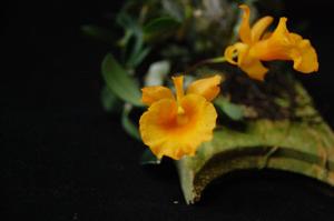 Dendrobium jenkinsii