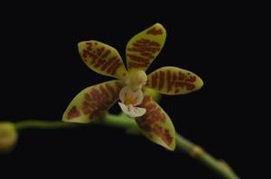 Phalaenopsis viridis