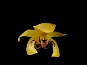 Bulbophyllum dearei