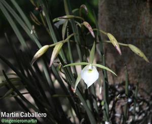 Brassavola tuberculata