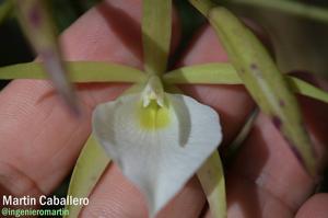 Brassavola tuberculata