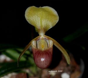 Paphiopedilum helenae