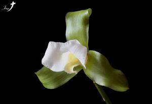 Lycaste leucantha