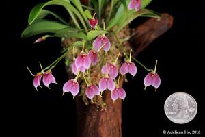 Masdevallia floribunda