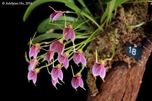 Masdevallia floribunda