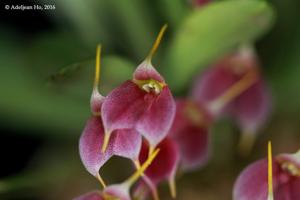 Masdevallia floribunda