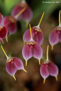 Masdevallia floribunda