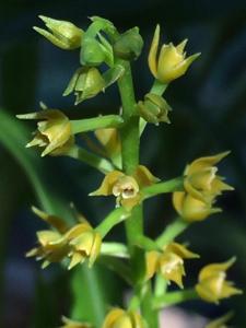 Epidendrum armeniacum