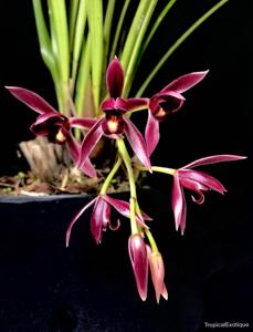 Cymbidium dayanum