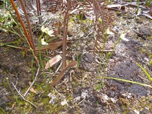 Caladenia aurantiaca