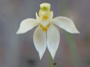 Caladenia aurantiaca