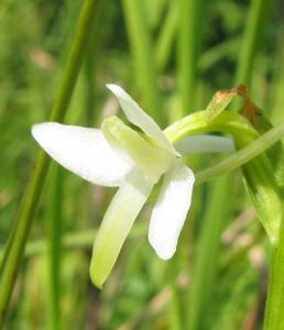 Platanthera bifolia