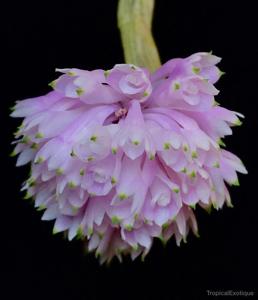 Dendrobium purpureum