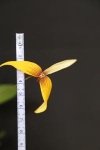 Bulbophyllum quadrangulare