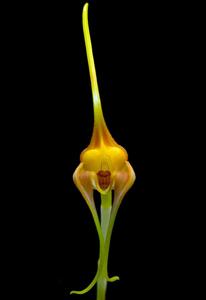 Masdevallia norops