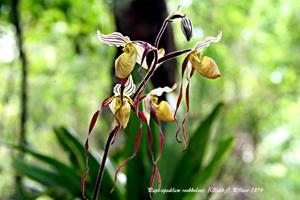 Paphiopedilum philippinense var. roebbelenii