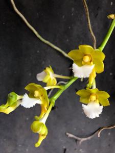 Vanda flabellata