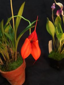 Masdevallia welischii