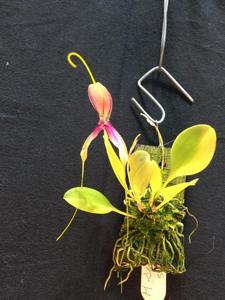 Masdevallia setacea