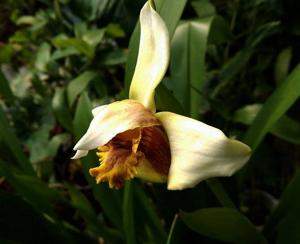 Maxillaria fletcheriana