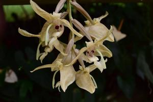 Stanhopea florida