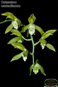 Catasetum osakadianum