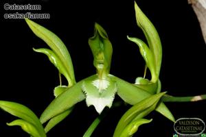 Catasetum osakadianum