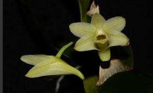 Dendrobium platycaulon